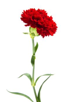 Red Carnation isolated on a white background.
