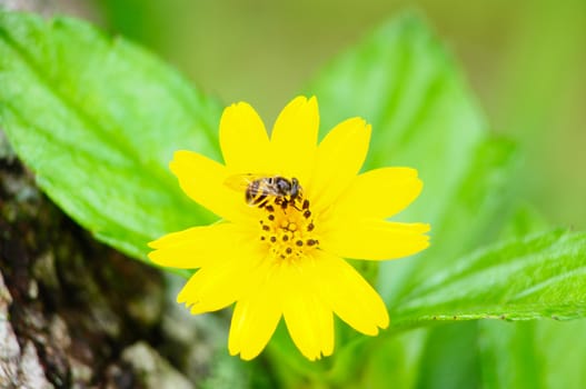 bee and flower