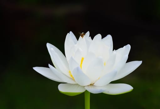 bee and white lotus