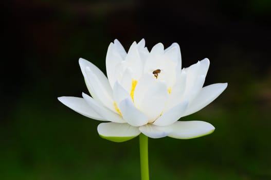 bee and white lotus