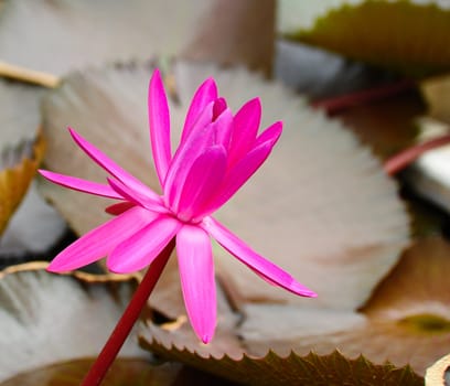 Pink lotus flower blooming on pond