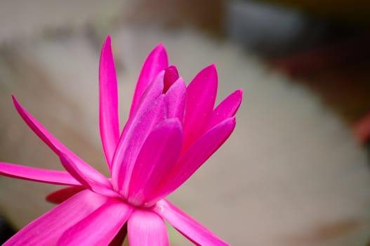 Pink lotus flower blooming on pond