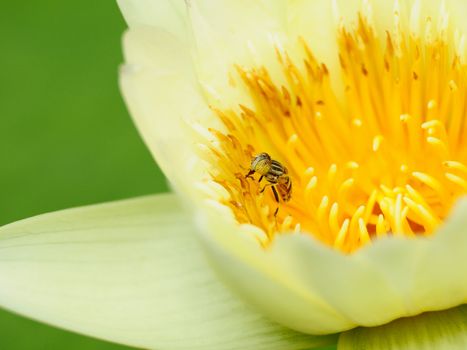 bee and flower