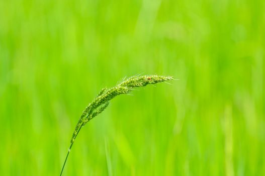 gren filed and grass flower