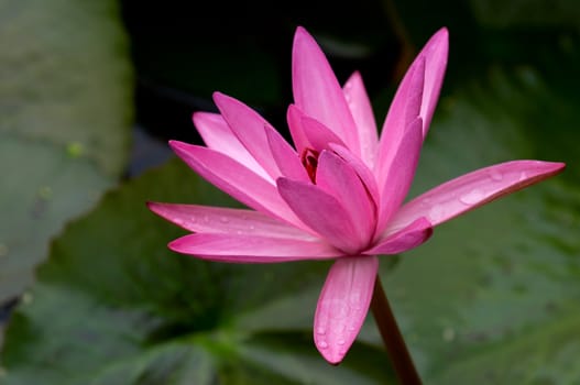 The close up (detail) of pink water lily