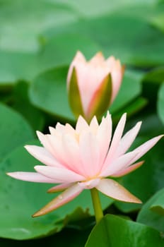 The blooming (detail) of pink water lilies over green leafs