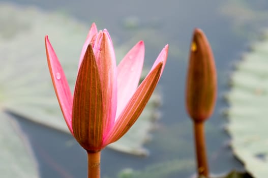 The pink water lily and bud leaning together