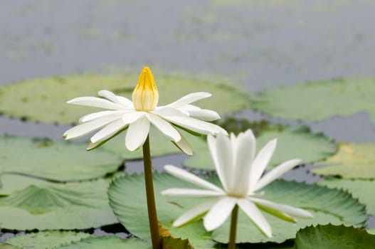 The blooming (detail) of white water lilies over water