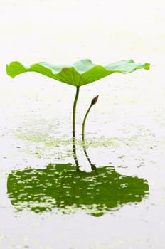 A single lotus bud with green leaf over water