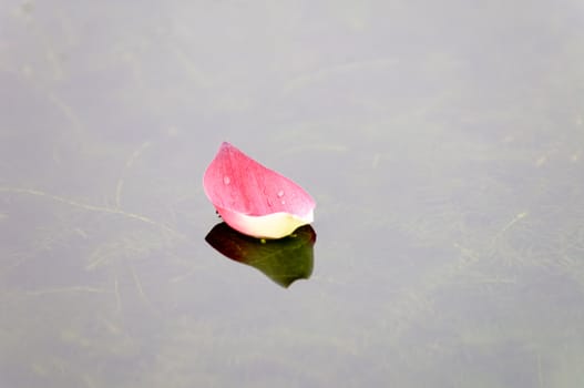 Close up of pink lotus petal floating over water 