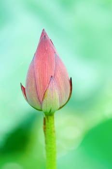 Close up of lotus bud with green back ground
