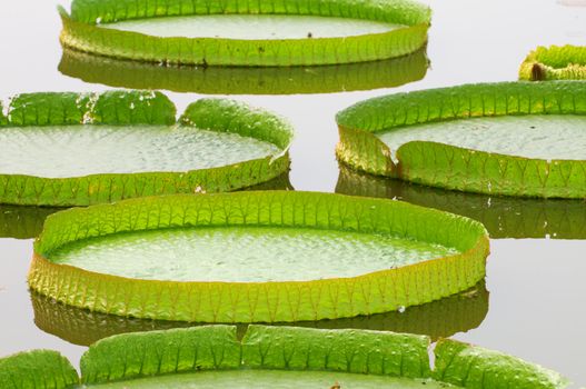 The details of huge lotus leafs over water