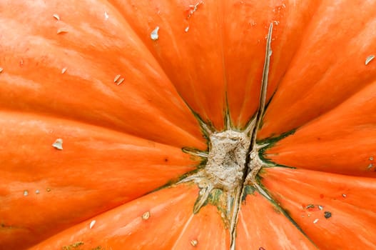 The detial (close up view) of pumpkins