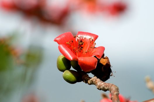 The flowers of ceiba tree, crimson kapok flowers