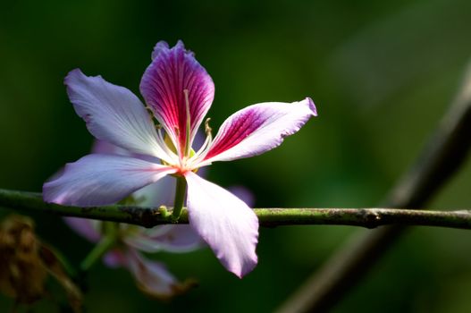 The bauhinia blakeana flower, purple orchid