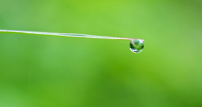 The close up of water drop on green leaf