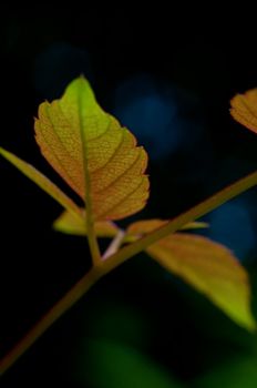 The leafs of climbing plant on black background