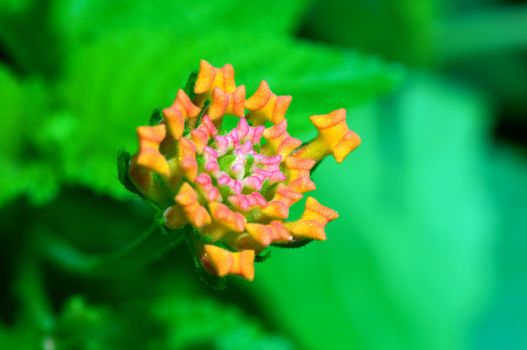 A closeup shoot of lantana camara flower
