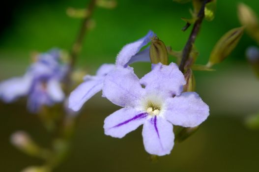 The small pinky road flowers with details