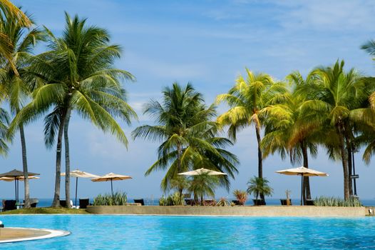 Morning in tropical hotel, with palm tree and swimming pool