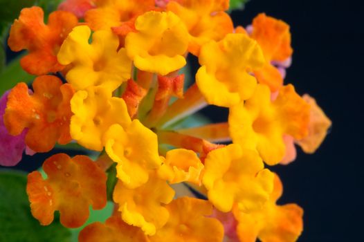 A closeup shoot of lantana camara flower