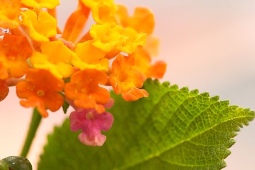 A closeup shoot of lantana camara flower