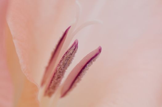 The details (close up shot) of gladiolus flower