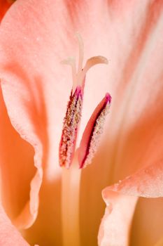 The details (close up shot) of gladiolus flower