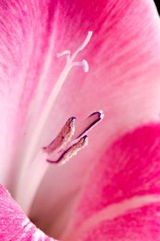 The details (close up shot) of gladiolus flower