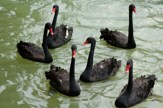 Black goose floating on water at pond