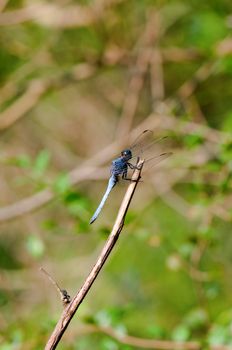 The close up of dragon fly staying on top of stalk