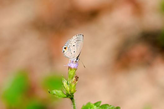 The closeup view of butterfly on leaf