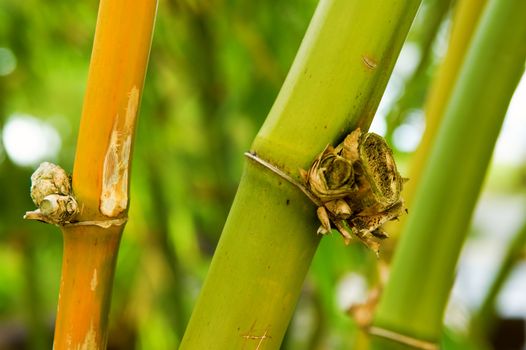 The close up of bamboo tree in forest