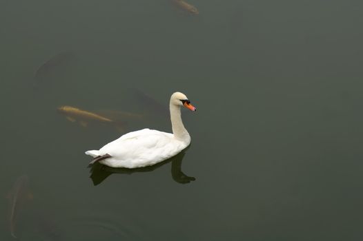 White goose floating on water at pond