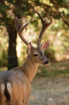 closeup of a black-tailed buck 