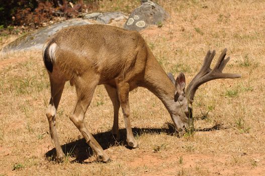 Colombian Black-tailed buck feeding