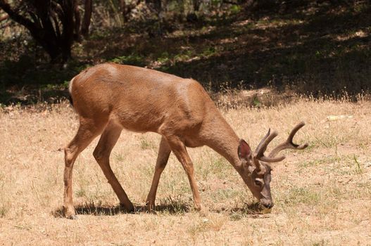 closeup of a Californian Black-tailed Buck