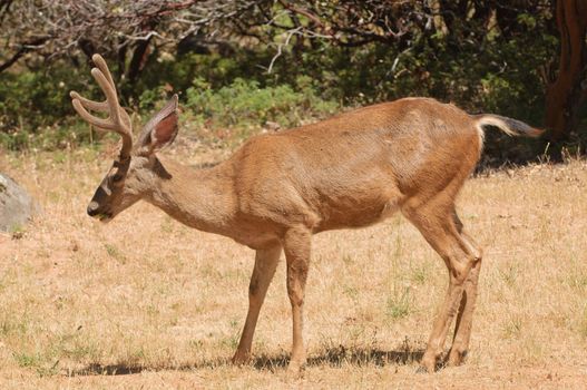 Colombian Black-tailed buck feeding