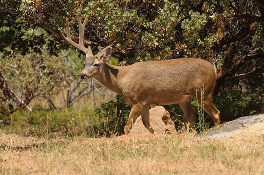 Black-tailed buck with broken antler while still in velvet