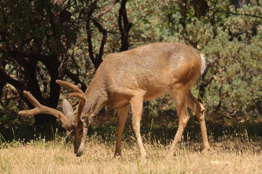 Californian Black-tailed buck feeding