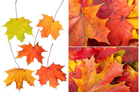 Beautiful autumn maple leafs collage