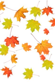 Autumn background - maple leafs falling down, isolated on white