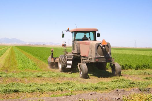 Combine harvester cutting a field of alfalfa