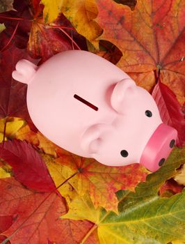 Piggy bank standing on autumn leafs - savings concept