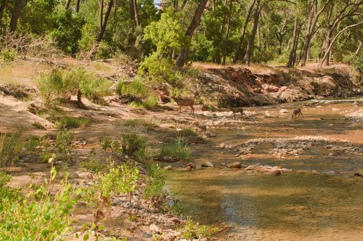 Doe and fawn crossing the river in Zion National Park