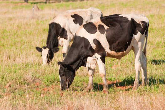 closup of Fresian cows grazing