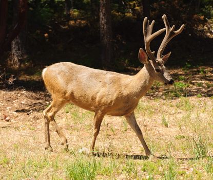 closeup of a black-tailed buck walking