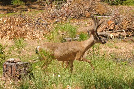 Colombian Black-tailed buck tip-toeing through some logging area