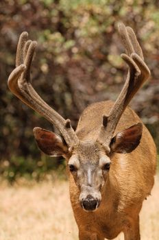 Californian Black-tailed buck looking at the viewer