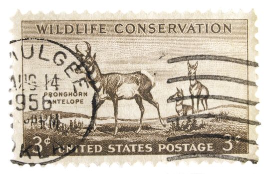 United States, Circa 1956: US postage stamp circa 1956 commeorating Wildlife Conservation depicting a Male Pronghorn Antelope and two females